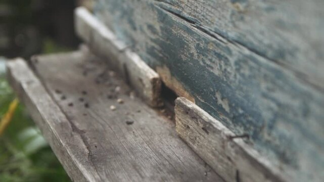 A wasp flies into a beehive.