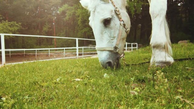 Close-up of a horse eating grass on a summer meadow with a horse riding arena in the background.