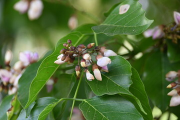 Millettia pinnata flowers. It is a species of tree in the pea family Fabaceae. Its other names  Pongamia pinnata, Indian beech and Pongame oiltree. It is used in many Ayurvedic medicine.
