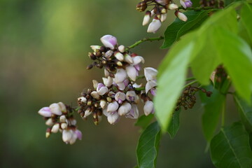 Millettia pinnata flowers. It is a species of tree in the pea family Fabaceae. Its other names  Pongamia pinnata, Indian beech and Pongame oiltree. It is used in many Ayurvedic medicine.
