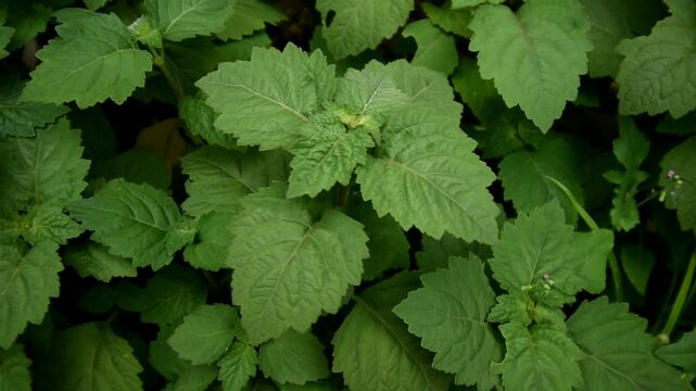 Patchouli leaves (Pogostemon cablin)
Patchouli leaves are the basic ingredient for making essential oil