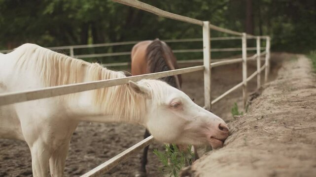 Albino horse eats green grass.