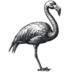 Vintage flamingo, black sketch vector, rough wood block print, old engraving style, rustic tropical bird, aesthetic wall art, hand drawn exotic wildlife