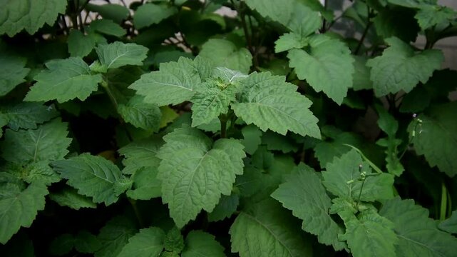 Patchouli leaves (Pogostemon cablin)
Patchouli leaves are the basic ingredient for making essential oil