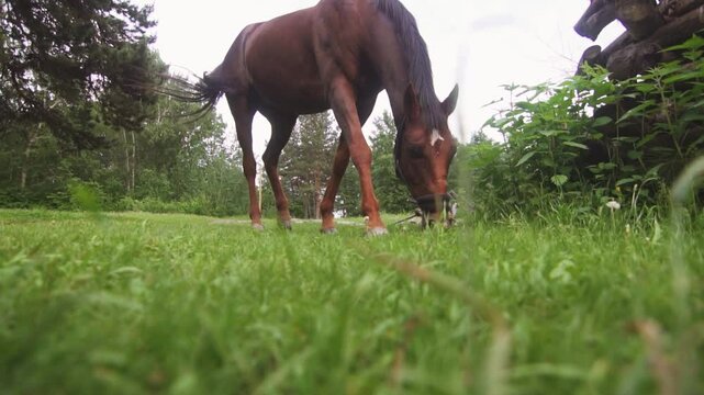 Brown horse eating grass in a summer field.