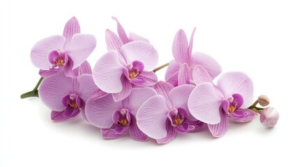 Obraz premium Light purple orchids grouped together in an elegant bunch on a white background.