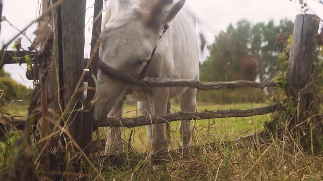 Close-up of a white horse eating a plant near a fence in autumn.