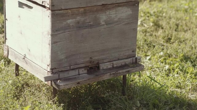 Close-up of bees flying into a hive.
