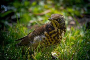 bird on the grass