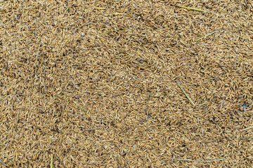 The process of drying rice which is dried in the sunlight. Drying harvested rice grains under sunlight in Indonesia.