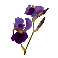Purple iris flower. The isolation is on a transparent background in the PNG format.