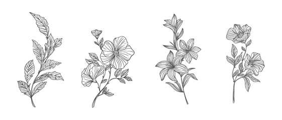 Flowers outline on transparent background vector, floral, leaves , branches in hand drawn , floral elements design. Eps