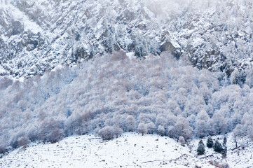 Fog rolling over snowy forest