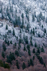 Snow-covered mixed forest in vertical composition