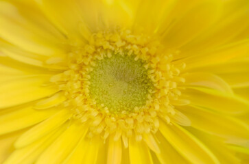Blurred for background.close-up of a yellow gerbera daisy, focusing on the center of the flower.