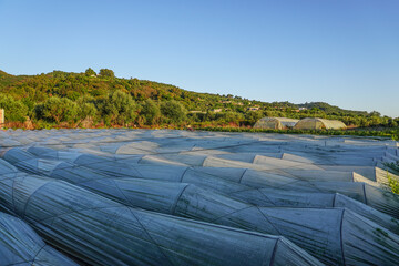 Greenhouse farms in state of Jijel, Algeria, growing vegetables cultivation in Africa, agriculture in North Africa, planting fresh vegetables, vegetable production in greenhouses, glasshouse hothouse.