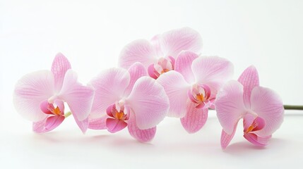 Pink and white orchids in a simple yet elegant bunch on a white background.