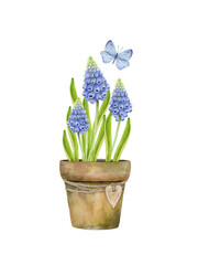 Blue muscari flowers with green leaves in a brown clay pot decorated with a wooden heart on a string and a fluttering butterfly. Watercolor spring illustration for greeting card, gift wrapping.