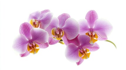Fototapeta premium Purple and yellow orchids in an elegant, minimalist bunch on a white background.