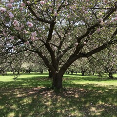 Fototapeta premium Pink Cherry Blossoms in Full Bloom on a Sunny Day