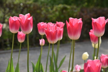 Tulipes roses au jardin