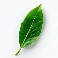 Obraz premium Green leaf isolated on white background, close up