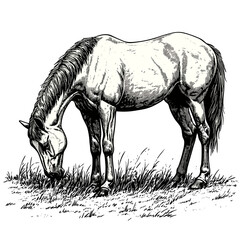 Horse grazing, vintage style woodcut, black sketch, antique farm scene, traditional engraving, old fashioned animal illustration, rustic countryside design, equestrian artwork