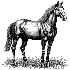 Vintage horse illustration, woodcut engraving style, old sketch, black ink drawing, rustic animal art, traditional etching, equestrian artwork, hand-drawn horse vector