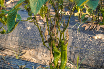Problem of whitefly effect on leaves and branches of vegetables plants in field inside greenhouses, Whitefly Aleyrodes proletella agricultural pest on pepper leaf, Whiteflies on underside of leaves.