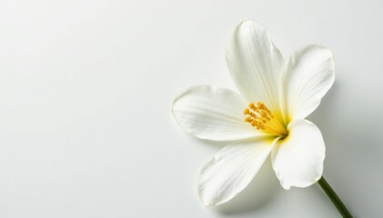 Close-up of pristine white flower petals against pure white backdrop, backdrop, closeup