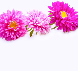 floral frame aster. Beautiful flowers composition. card