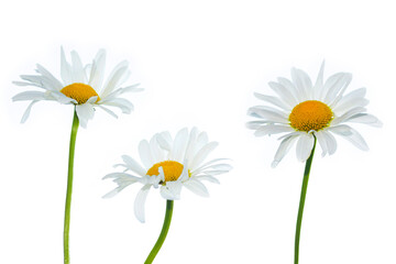Set. chamomile flowers isolated on white background
