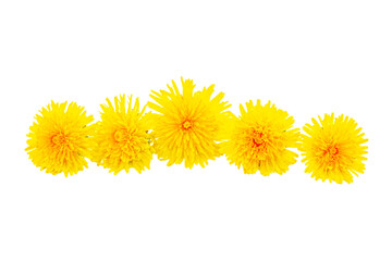 Spring flowers dandelions isolated on white background. frame.