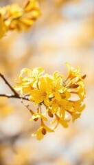 Obraz premium blooming forsythia flowers in peak spring