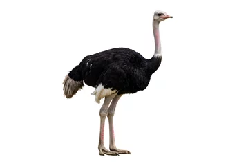 Selbstklebende Fototapeten Isolated ostrich on white background a detailed side view of a flightless bird © Jismullah