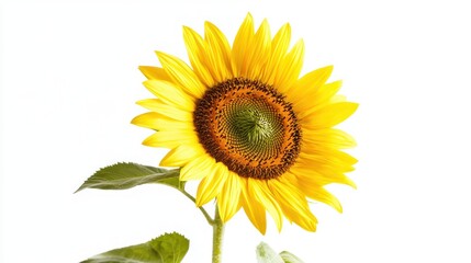 Single bright yellow sunflower against a white background.