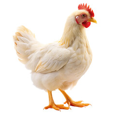 Fototapeta premium chicken on white background