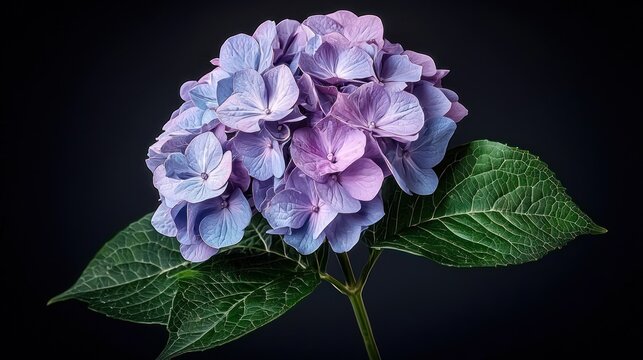 Single purple hydrangea flower in full bloom.