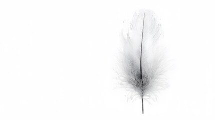 Single Delicate Grey Feather on White Background Minimalist Nature Photography