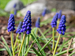 Muscari flowers, Muscari armeniacum, Grape Hyacinths spring flowers blooming in april and may. Muscari armeniacum plant with blue flowers close up. Blue flowers in the garden