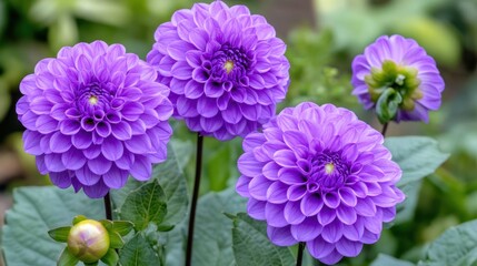 Stunning Purple Dahlia Blooms in Full Bloom