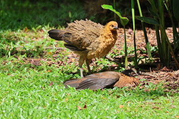Red Junglefowl Female Hens (Gallus gallus) sunbathing. Female Chicken rustling its feathers, with another sunbathing. Domesticated Chicken’s wild ancestor.
