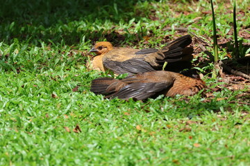 Red Junglefowl Female Hens (Gallus gallus) sunbathing. Domesticated Chicken’s wild ancestor. Note the dull colors indicating that they are both female.