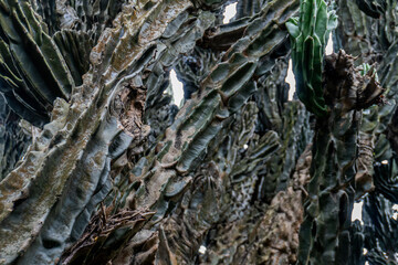 Close-up texture reveals the unique, fan-shaped crested growth form of a green Euphorbia lactea cristata cactus