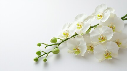 Fototapeta premium White and green orchids in a delicate bunch on a white background.