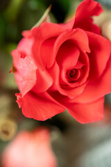 Close-up of a vibrant red rose in bloom.