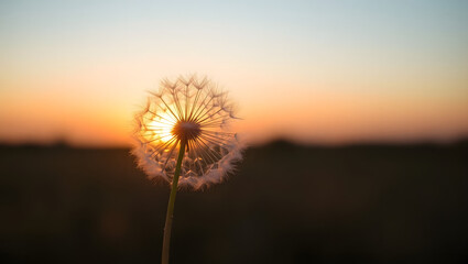 Sunset Dandelion Seeds, Wishes, and Golden Hour Magic
