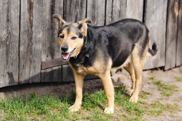 Happy village dog. Mixed breed pet. Brown and black fur. Friendly dog outside. Rustic wooden fence. Sunny day walk. Guard dog pose. Loyal companion. Country yard. Domestic animal photo.