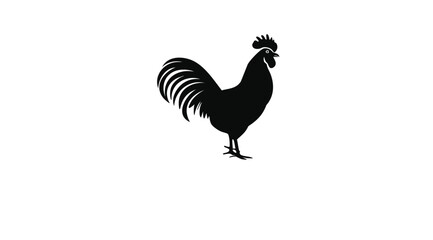 rooster isolated on white