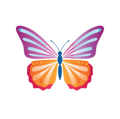 butterfly isolated on white